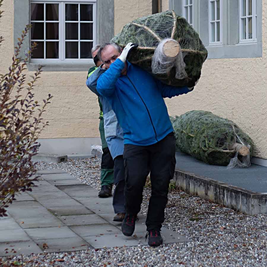 Verwandlung vom Tannenbaum in einen Weihnachtsbaum