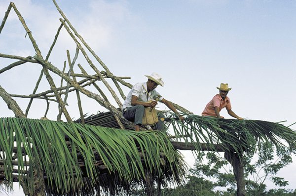 Ein schlichtes Dach aus Palm-Blättern | Fernand Rausser, Bolligen